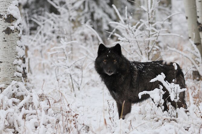 Yamnuska Wolfdog Sanctuary Walk Ticket in Canada - Wolfdog Wisdom Sessions: Getting Answers Without Rushing