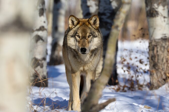 Yamnuska Wolfdog Sanctuary Walk Ticket in Canada - Up Close With Wolfdogs, Plus Howling and Enrichment Moments