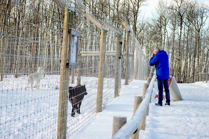 Yamnuska Wolfdog Sanctuary Walk Ticket in Canada - Price and Value: What $29.27 Gets You in Real Terms