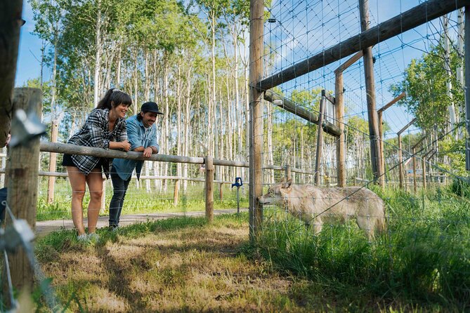 Yamnuska Wolfdog Sanctuary Walk Ticket in Canada - Getting There, Finding the Right Time, and Staying Comfortable