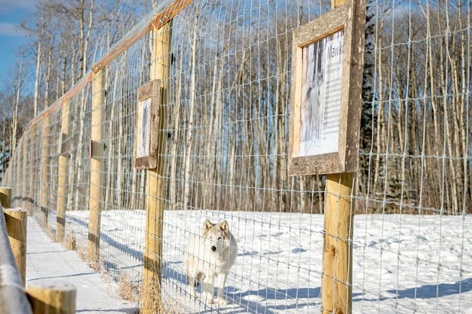 Yamnuska Wolfdog Sanctuary Walk Ticket in Canada - How Long It Really Takes, and Why Timing Still Matters