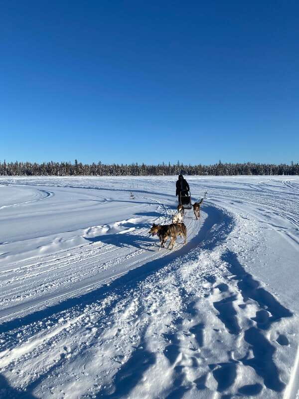 Yellowknife: Dog Sledding Tour - Yellowknife Pickup in a Climate-Controlled Van, Then Straight to the Camp