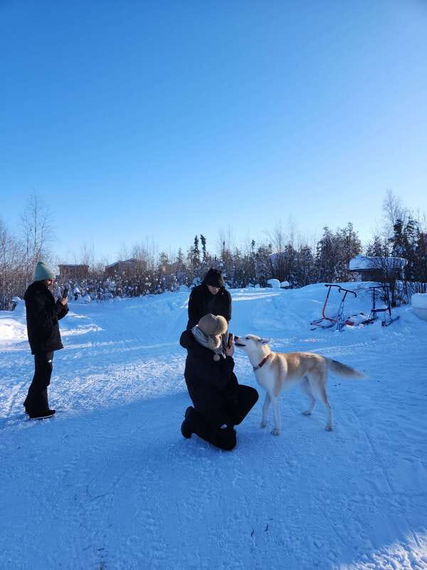 Yellowknife: Dog Sledding Tour - The Cozy Cabin Break: Tea, Bannock, and Dog Sledding Stories
