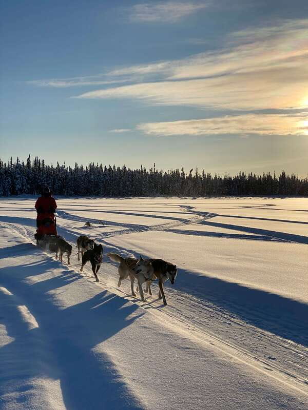 Yellowknife: Dog Sledding Tour - Price and Value: What $106 Buys in One Hour