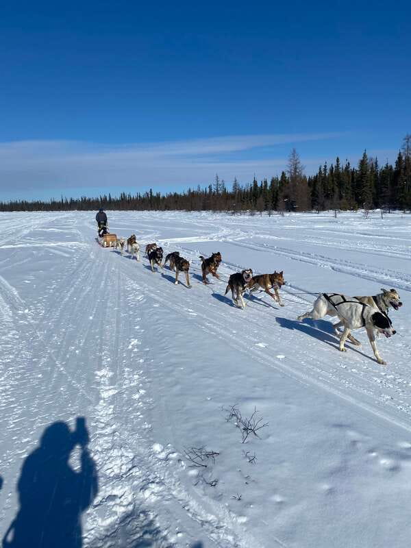 Yellowknife: Dog Sledding Tour - Who This Tour Suits Best (And When to Think Twice)