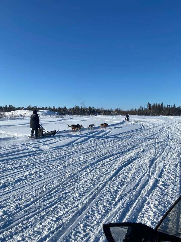 Yellowknife: Dog Sledding Tour - Safety Briefing, Then Meet the Sled Team Up Close