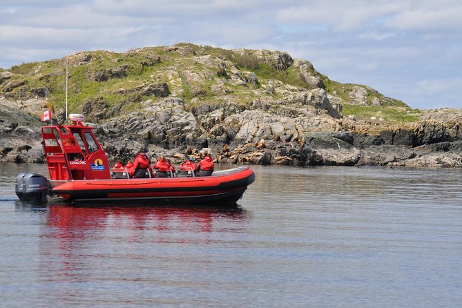 Zodiac Boat Whale and Wildlife 4-Hour Tour from Campbell River - Key things I’d prioritize before you go