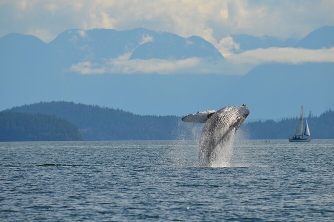Zodiac Boat Whale and Wildlife 4-Hour Tour from Campbell River - Zodiac Boat Whale and Wildlife from Campbell River: what this tour is really like