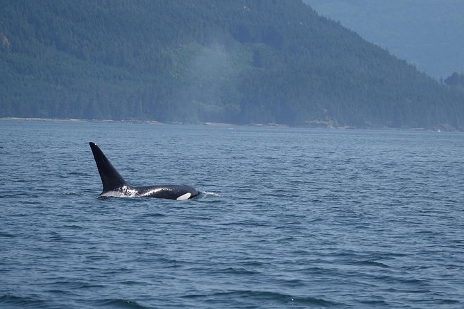 Zodiac Boat Whale and Wildlife 4-Hour Tour from Campbell River - Group size, timing, and who this trip suits best