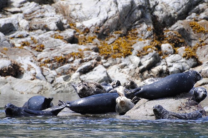 Zodiac Boat Whale and Wildlife 4-Hour Tour from Campbell River - Weather matters more than you think, and how to plan around it